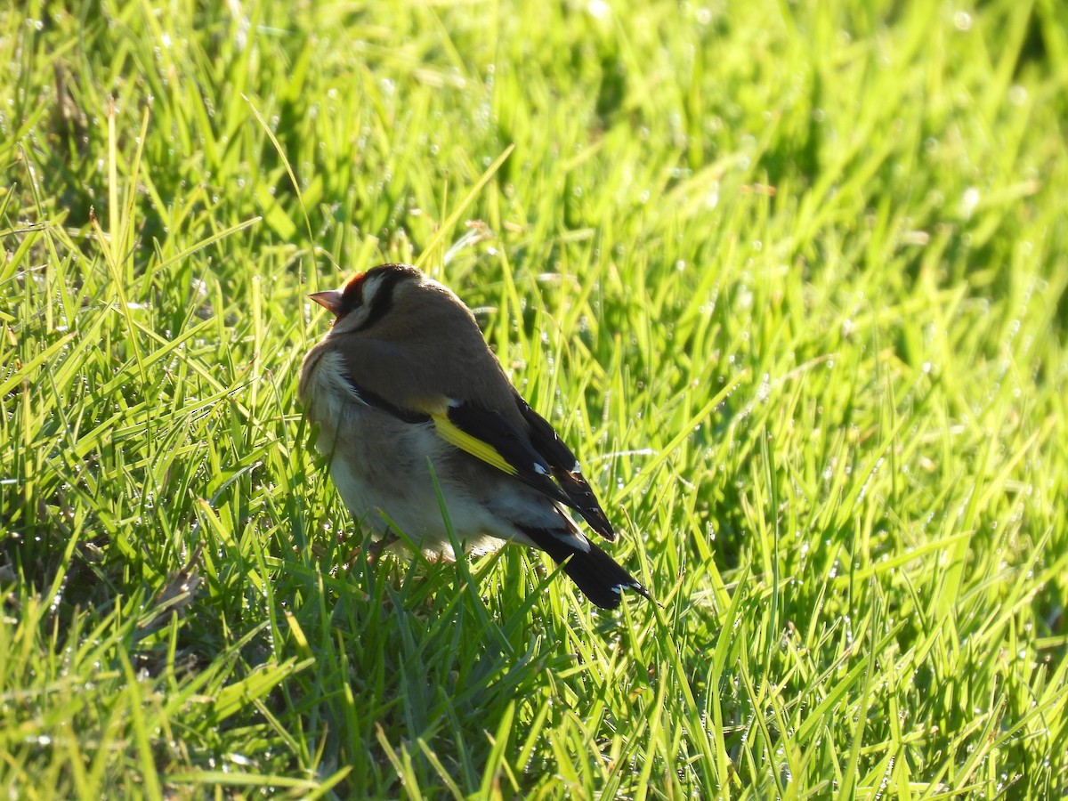 European Goldfinch - ML620603862