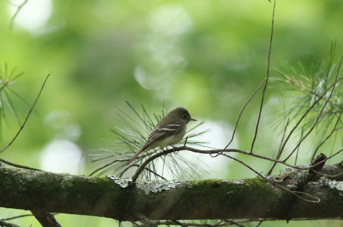 Acadian Flycatcher - ML620603870