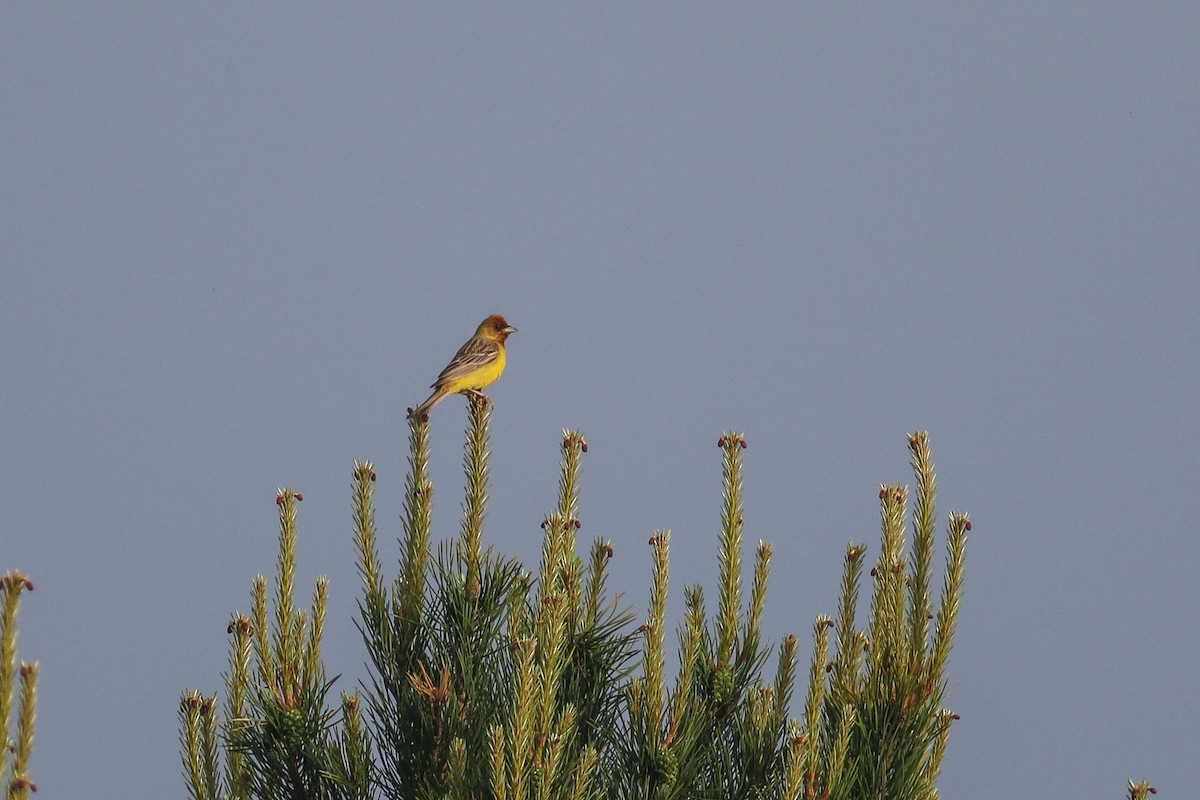 Red-headed Bunting - ML620603872