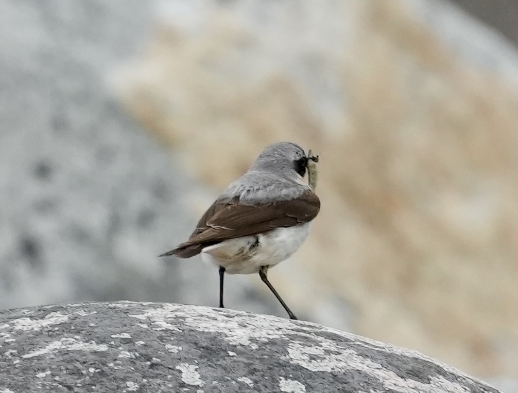 Northern Wheatear - ML620603874