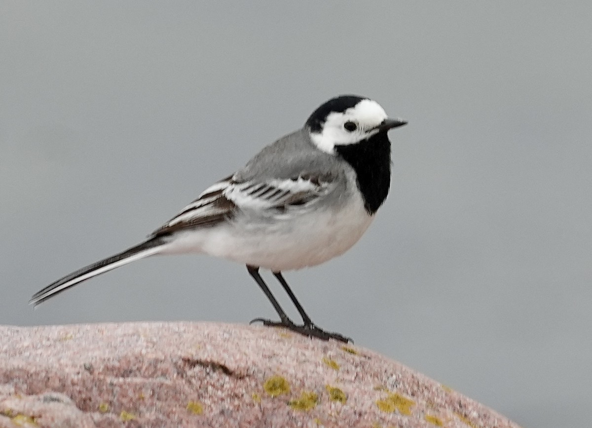 White Wagtail - Anthony Schlencker