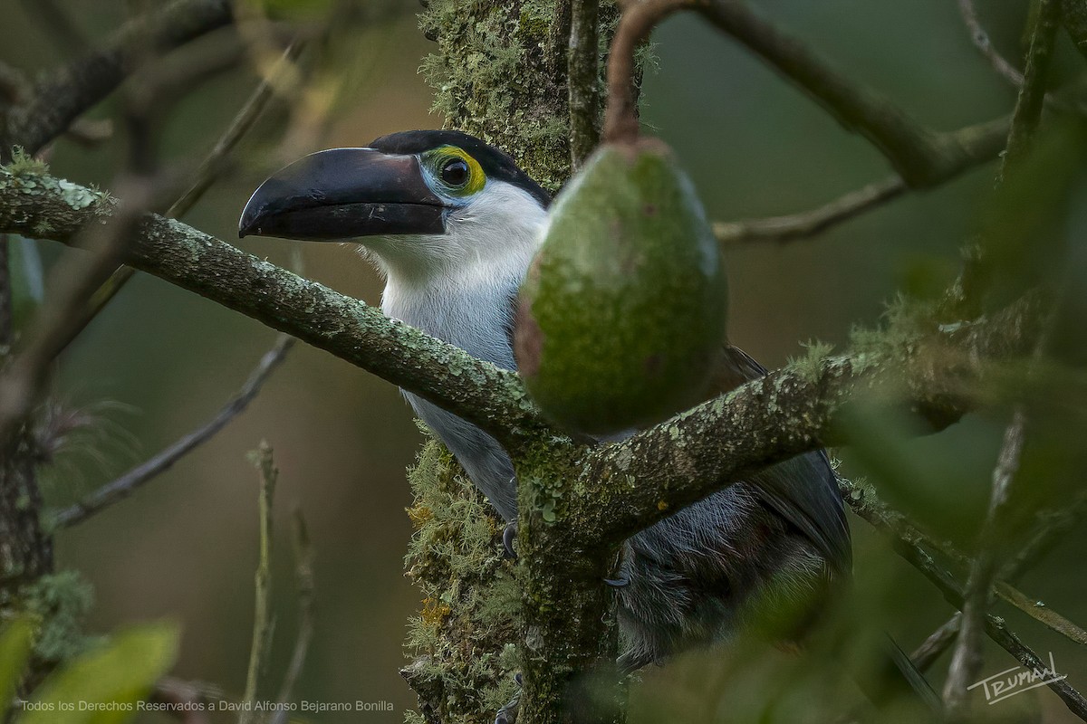 Toucan à bec noir - ML620603883