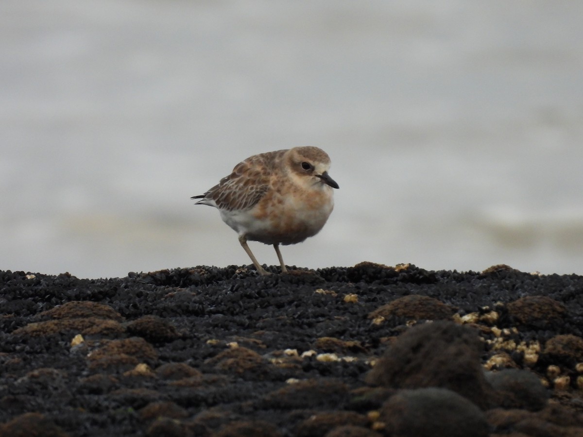 Red-breasted Dotterel - ML620603888