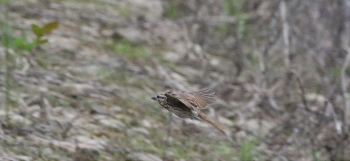 Song Sparrow - ML620603893