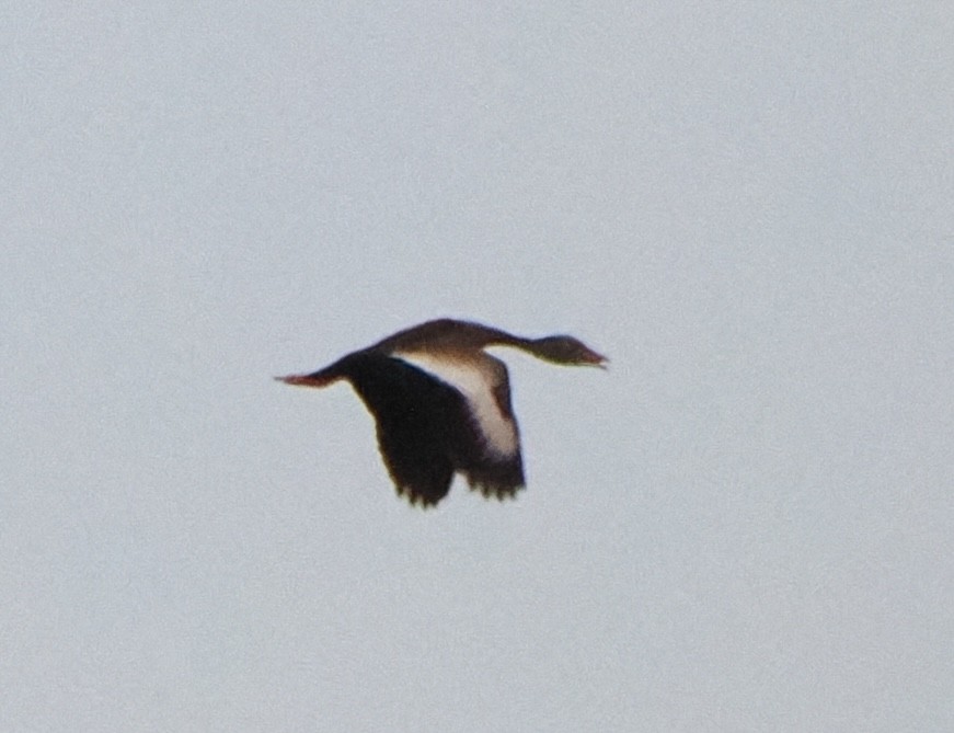 Black-bellied Whistling-Duck - ML620603894