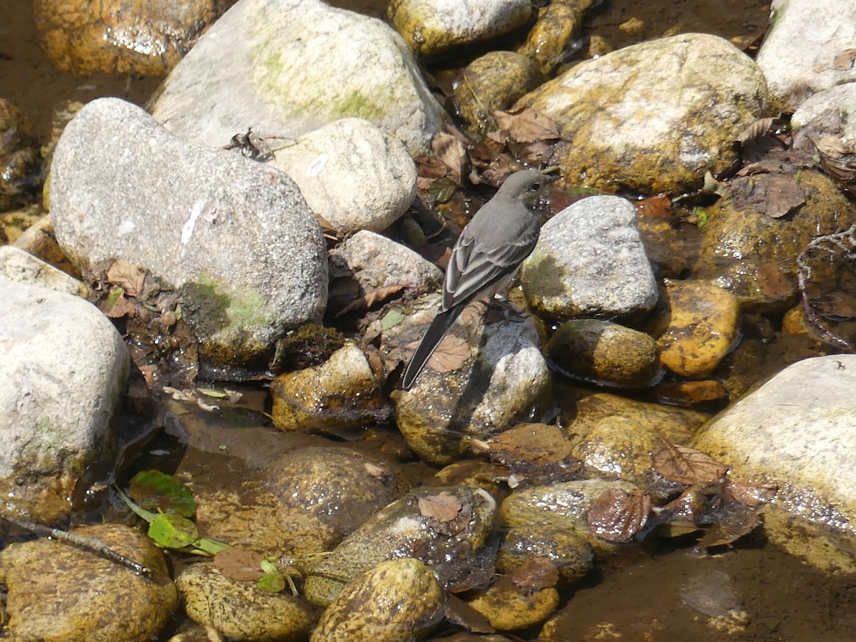 White Wagtail - Duncan Wiseman