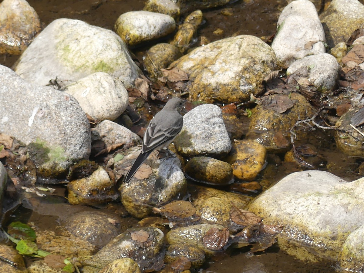 White Wagtail - ML620603898