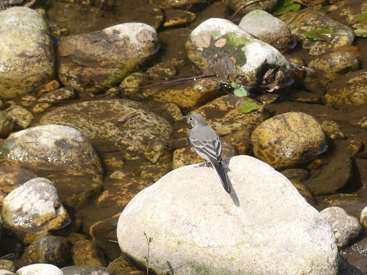 White Wagtail - ML620603899