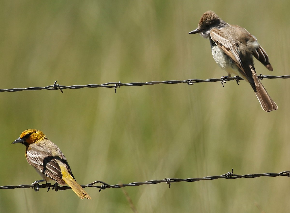 Ash-throated Flycatcher - ML620603900