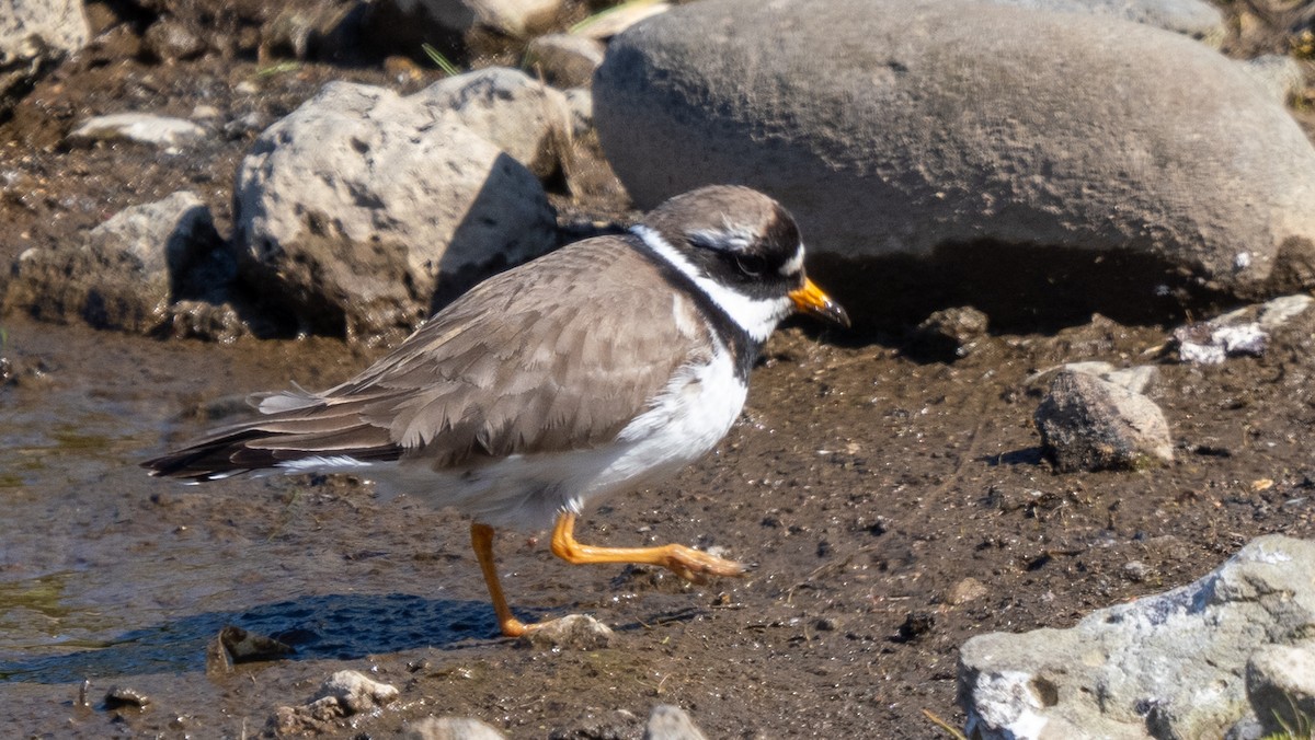 Common Ringed Plover - ML620603902