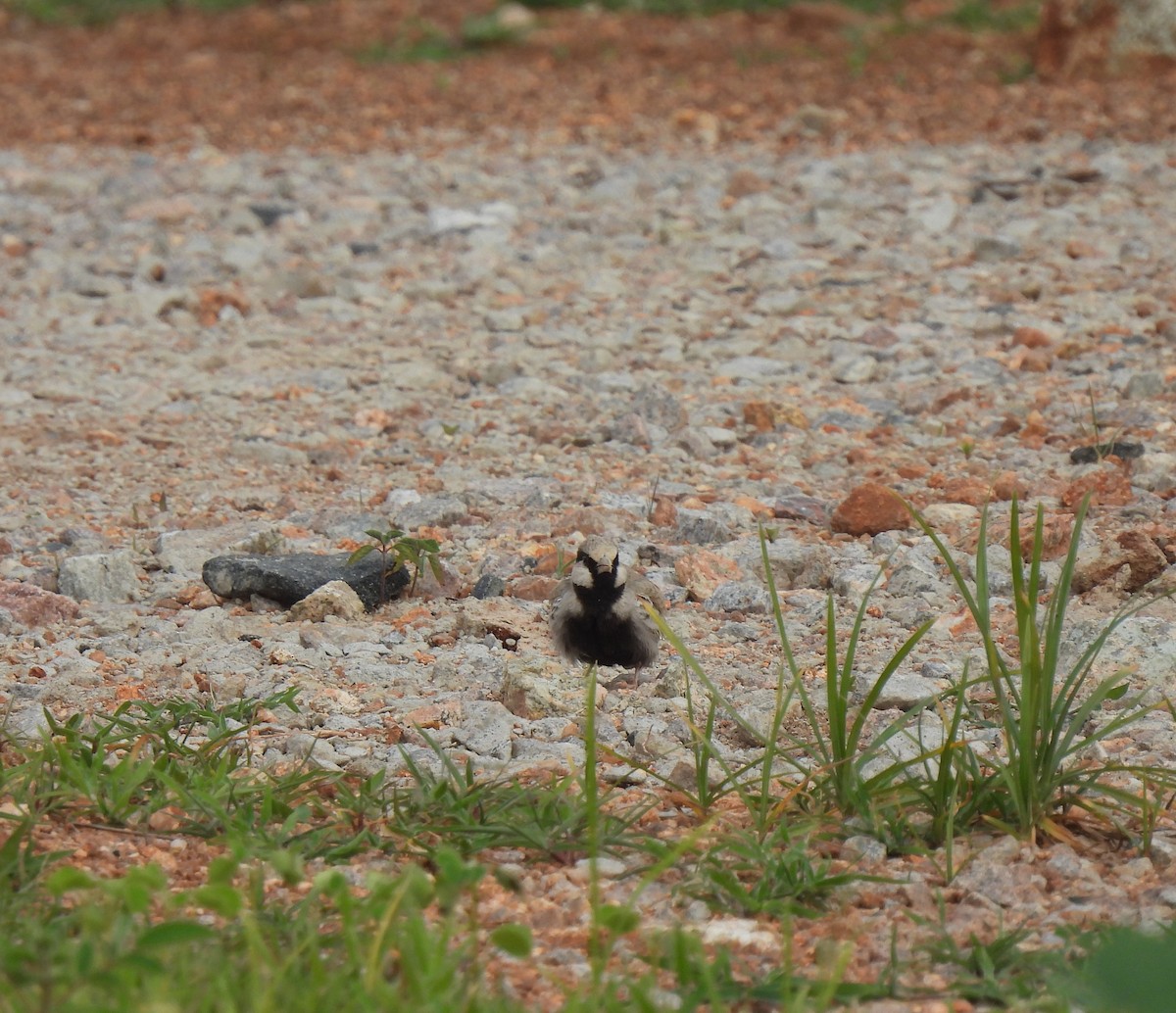 Ashy-crowned Sparrow-Lark - Sahana M