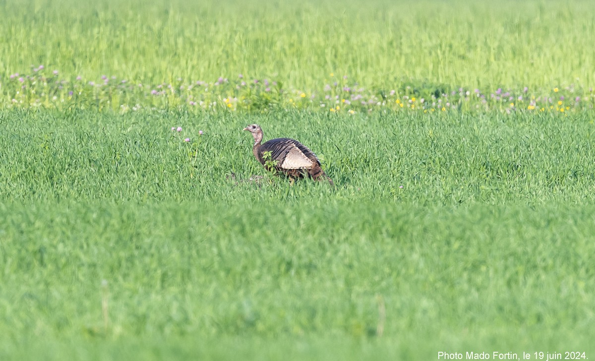 Wild Turkey - ML620603904