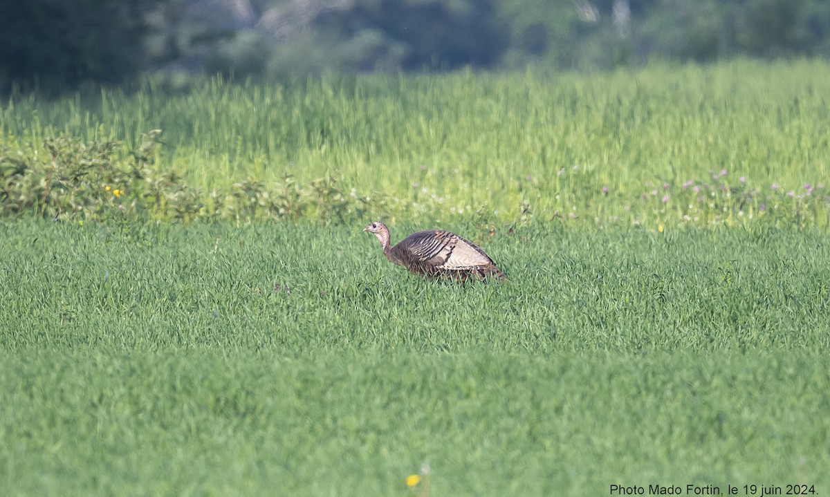 Wild Turkey - ML620603907