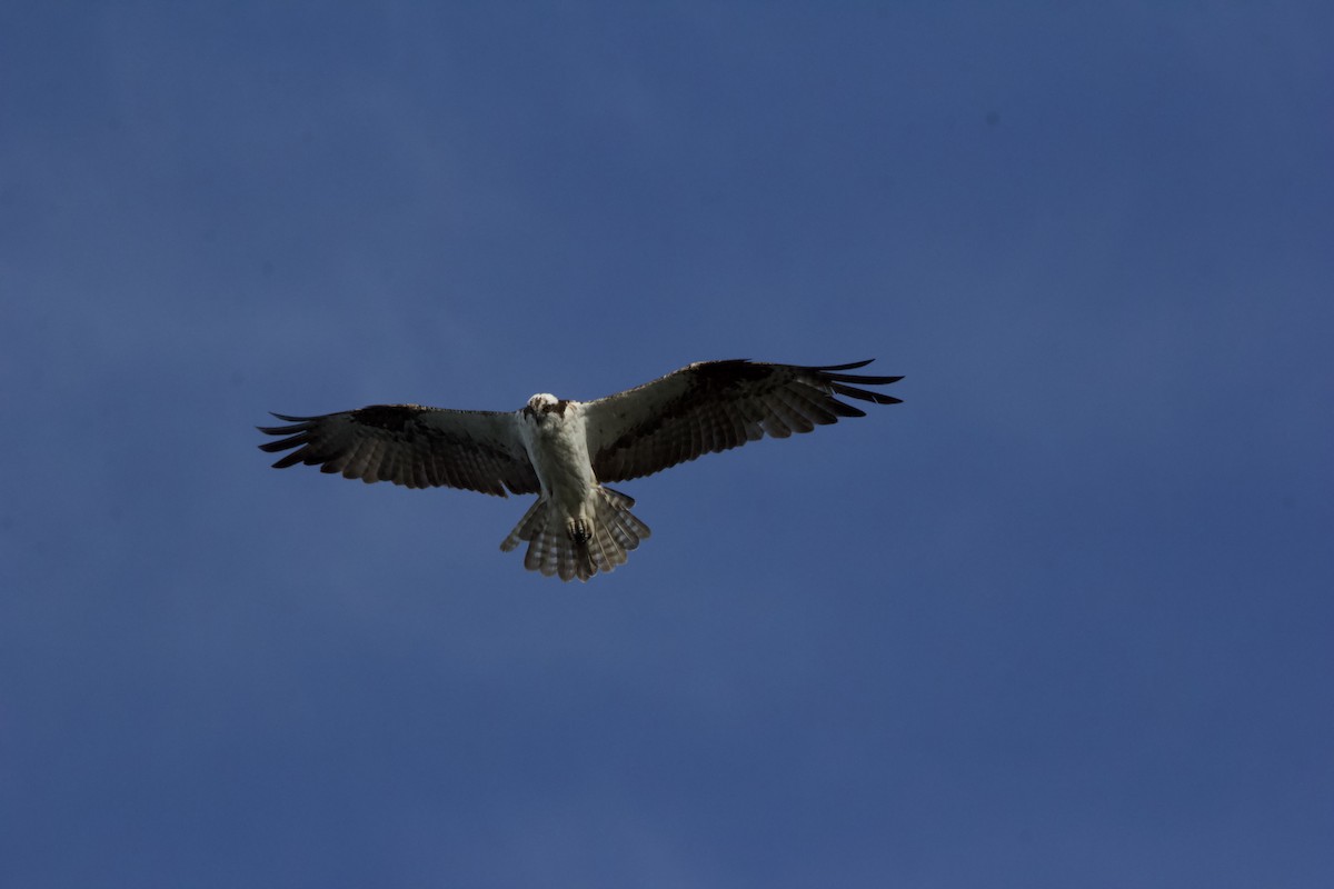 Águila Pescadora - ML620603910