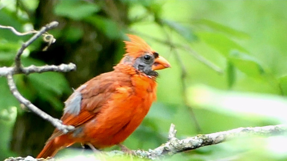 Northern Cardinal - Robert Langston