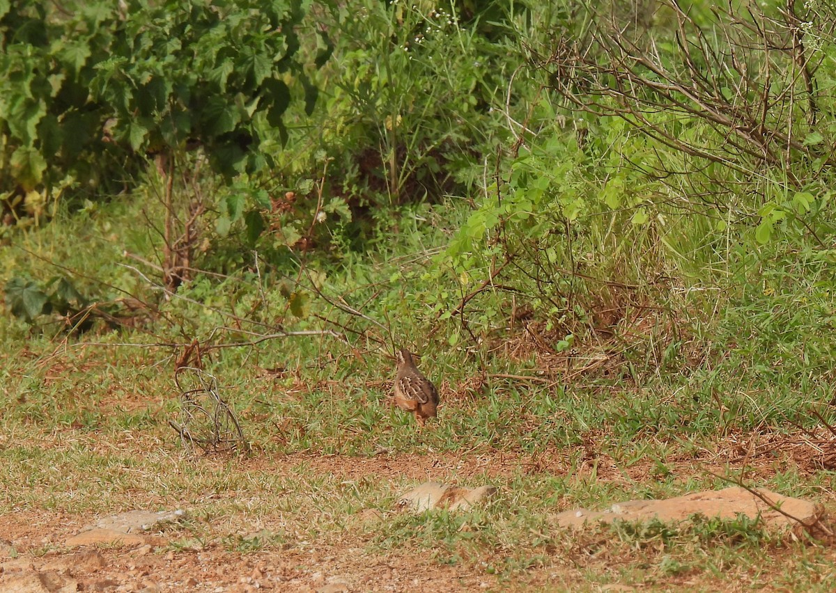 Jungle Bush-Quail - ML620603919