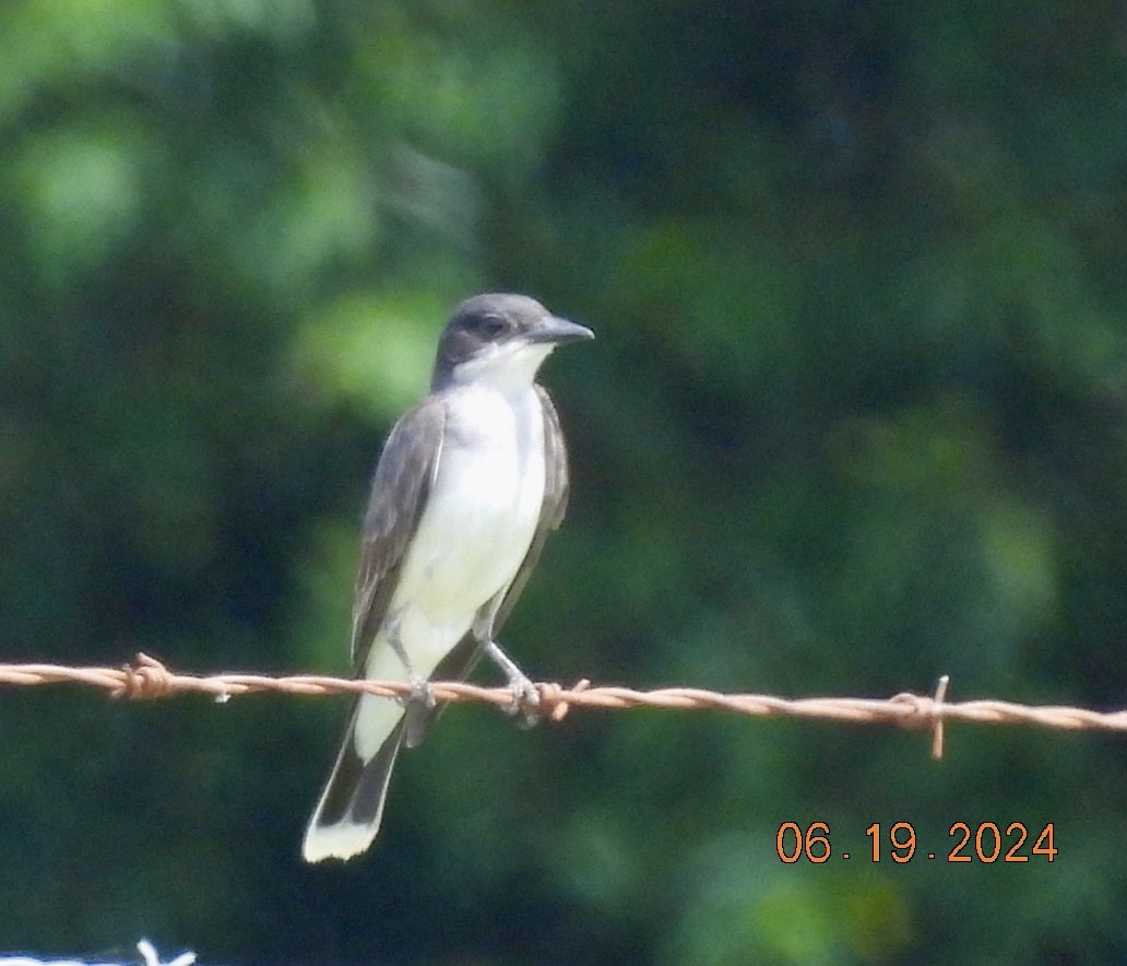 Eastern Kingbird - ML620603920