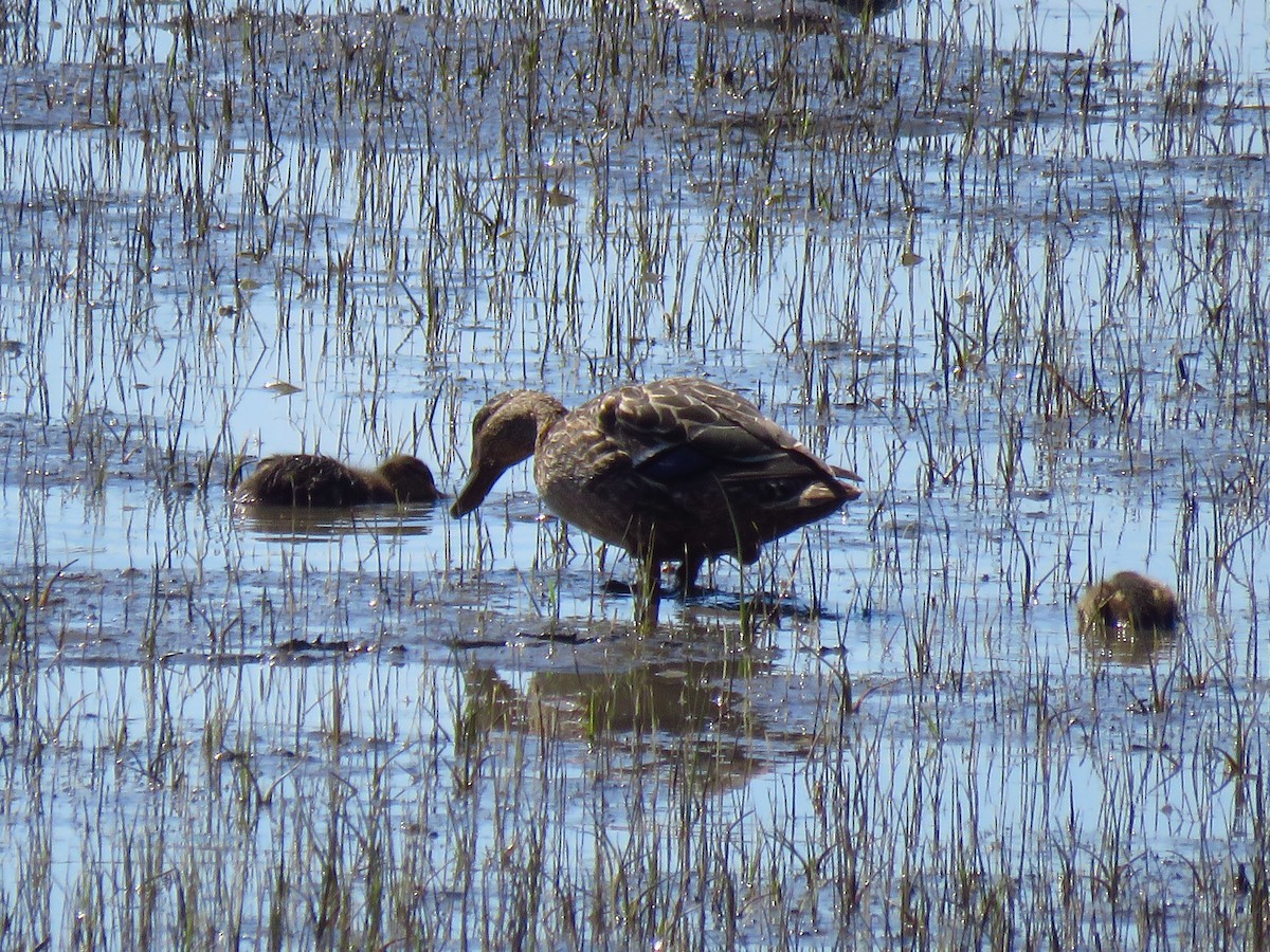 Mallard - Ken Orich