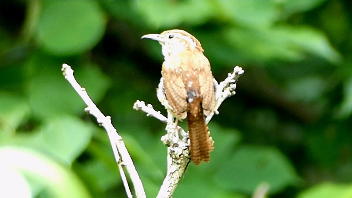 Carolina Wren - Robert Langston