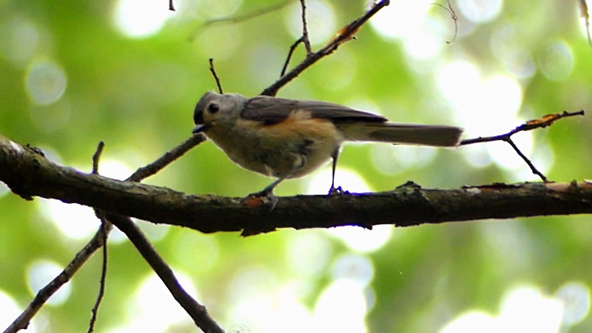 Tufted Titmouse - ML620603925