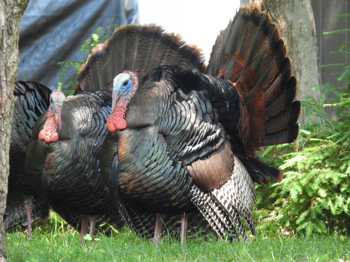 Wild Turkey - ML620603928