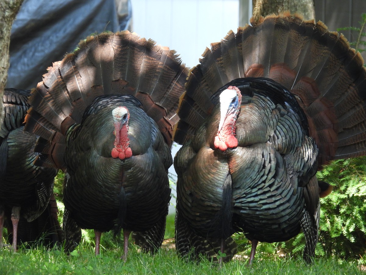 Wild Turkey - ML620603929