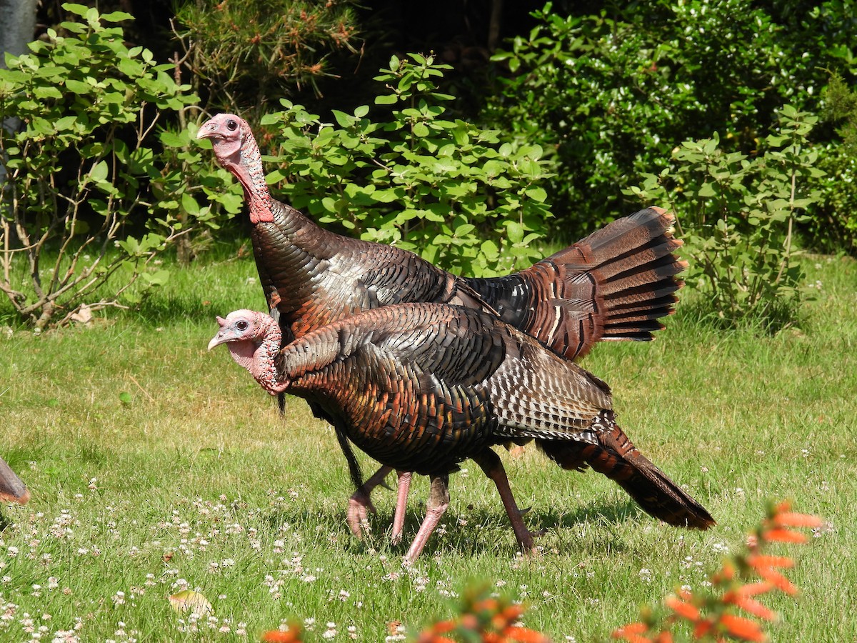 Wild Turkey - ML620603931