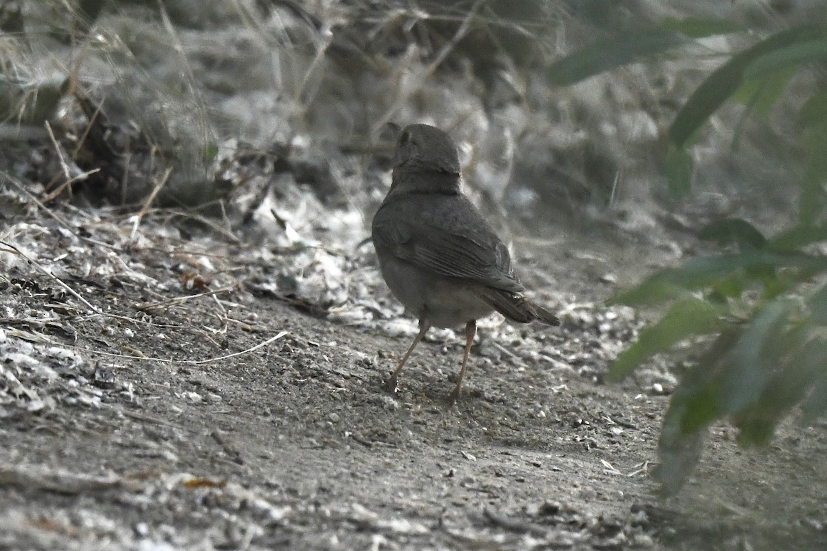 Zorzalito Colirrufo (grupo auduboni) - ML620603935