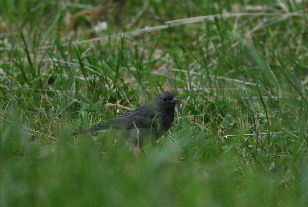 Junco ardoisé - ML620603936