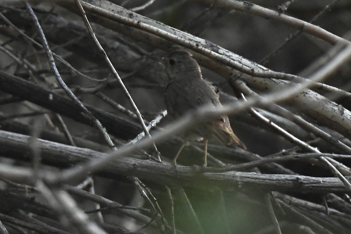 Hermit Thrush (auduboni Group) - ML620603941