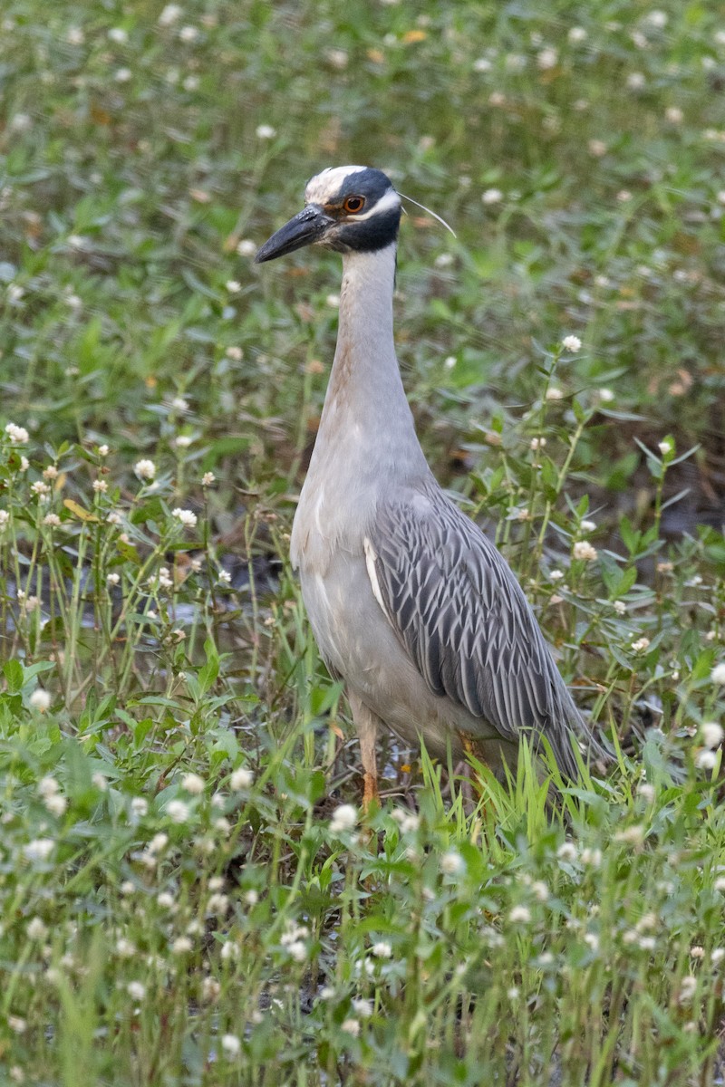 Yellow-crowned Night Heron - ML620603942