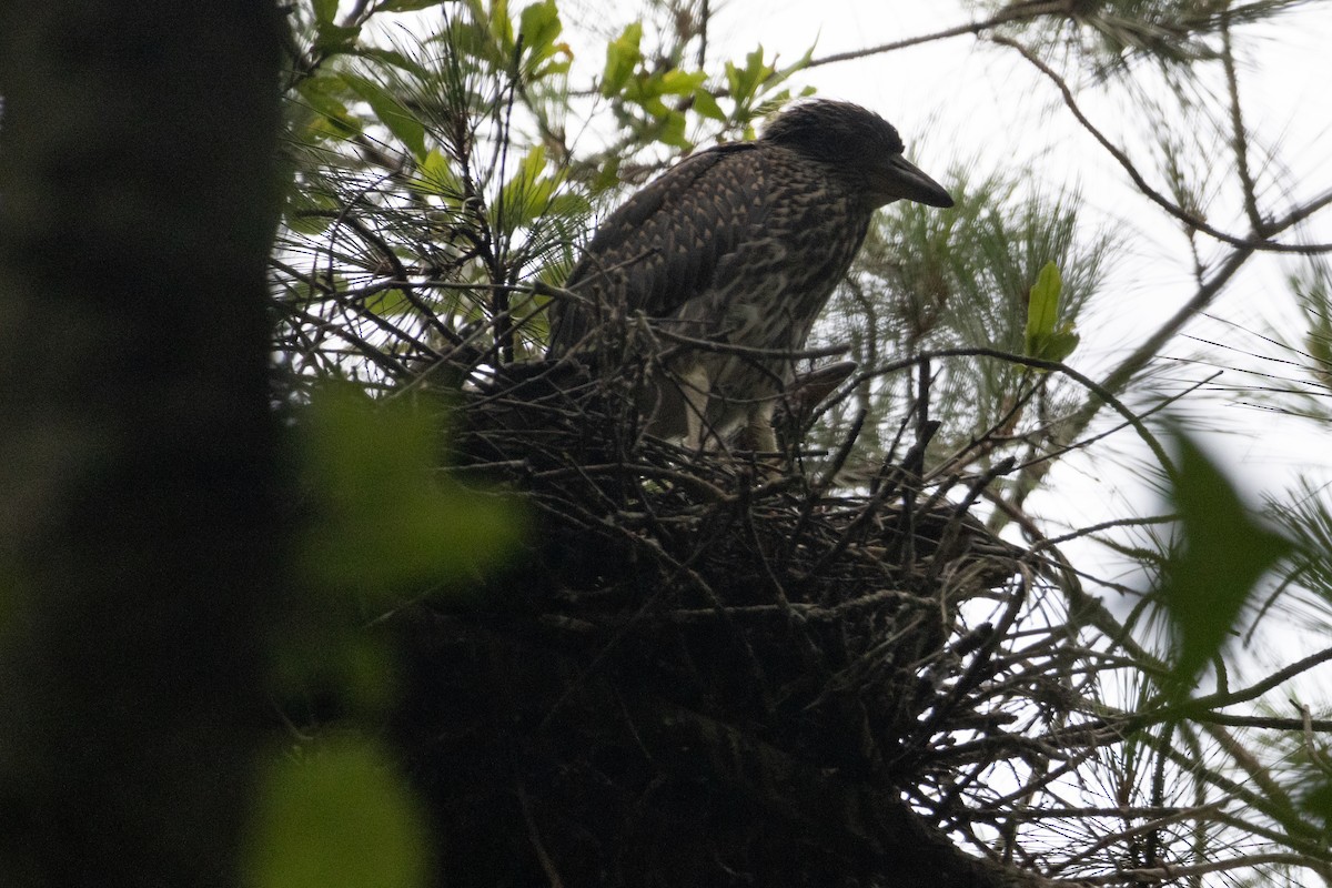 Yellow-crowned Night Heron - ML620603943