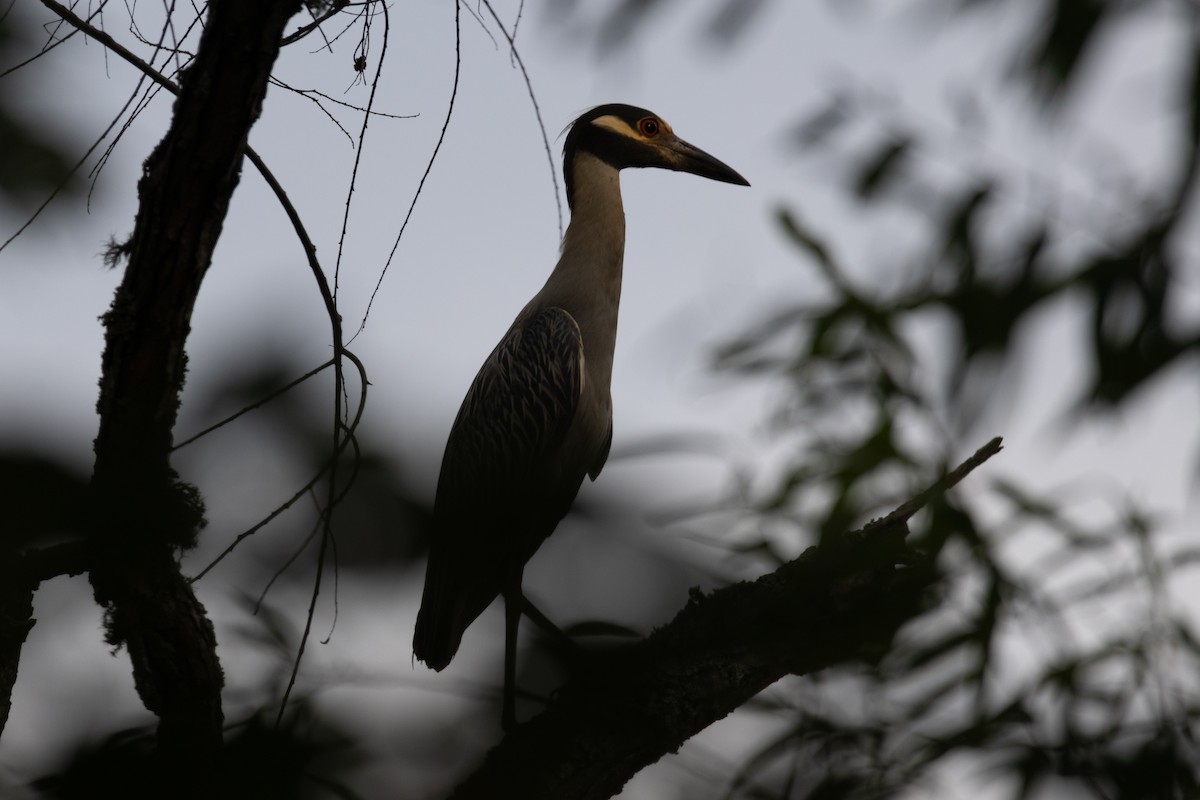 Yellow-crowned Night Heron - ML620603944