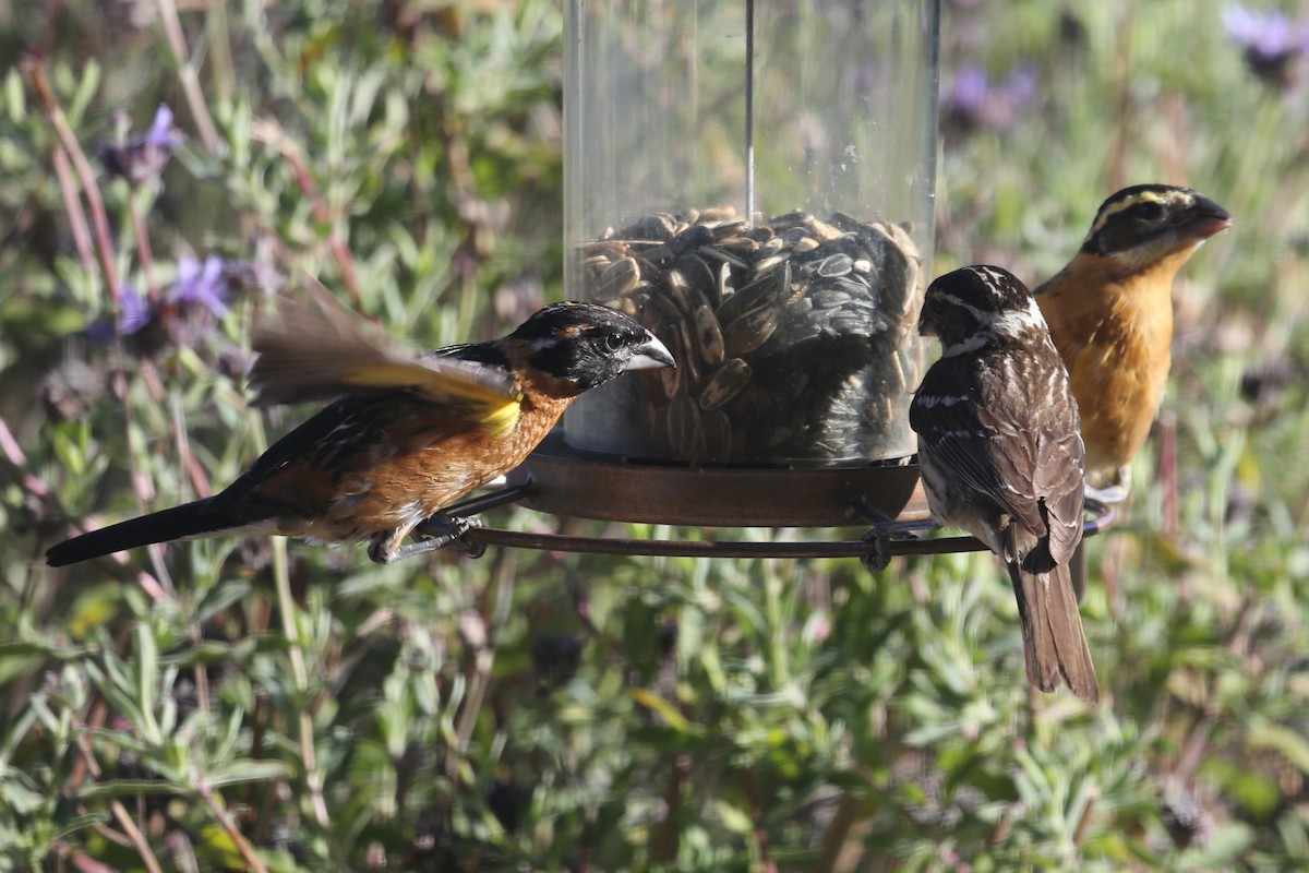 Black-headed Grosbeak - Linda Dalton