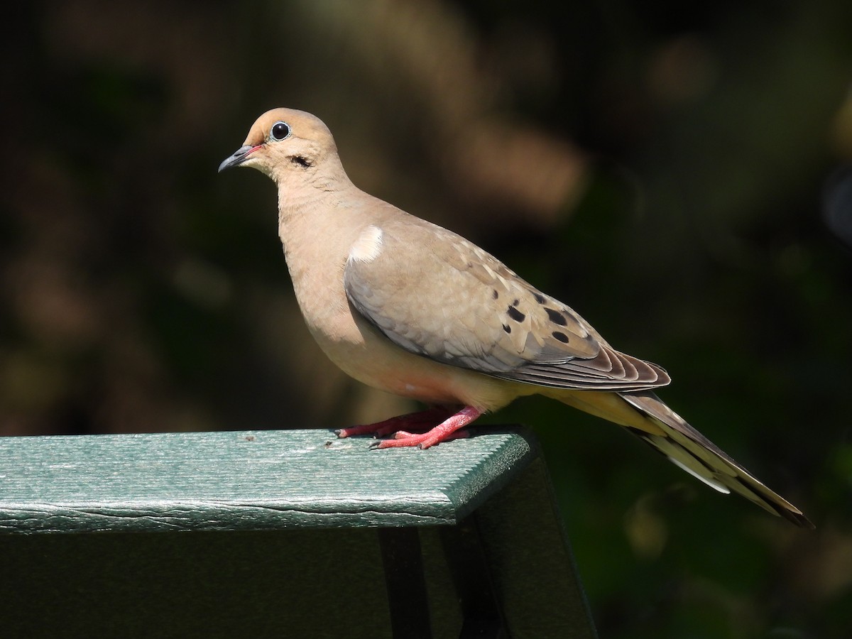 Mourning Dove - ML620603948