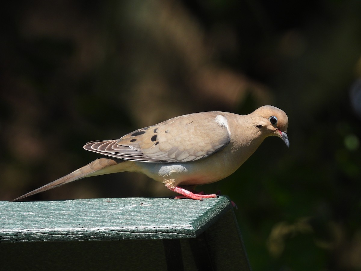 Mourning Dove - ML620603949