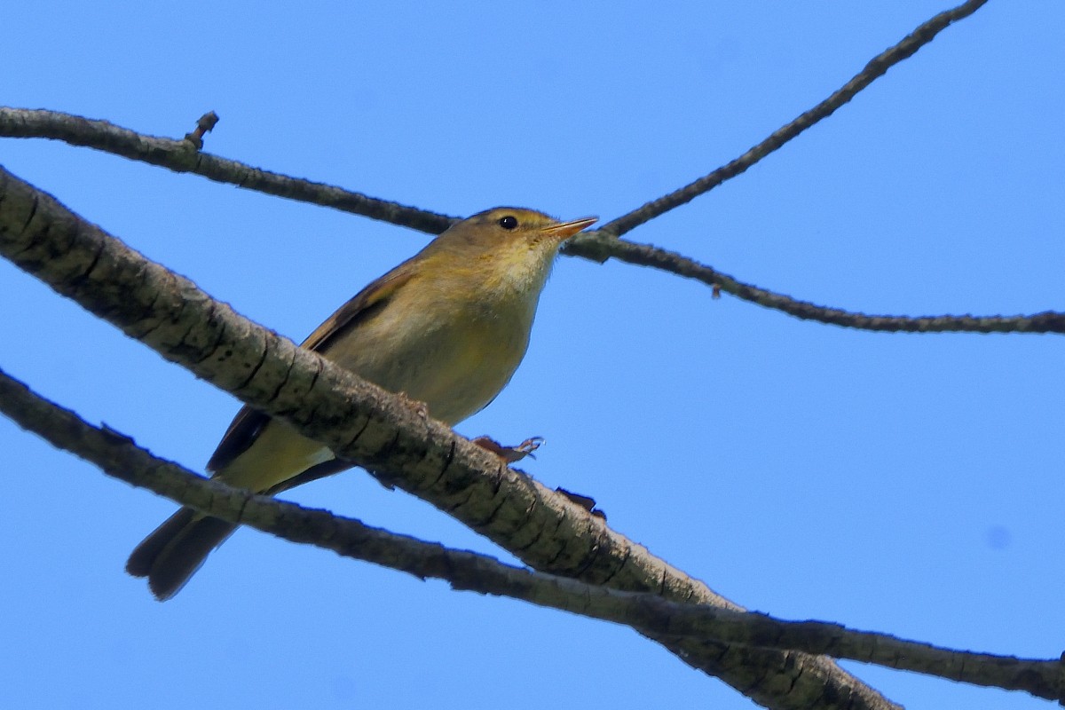 Iberian Chiffchaff - ML620603952