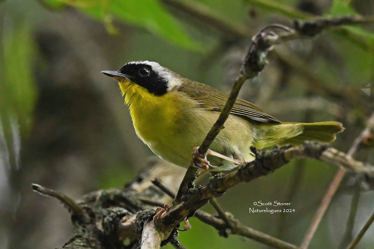 Common Yellowthroat - ML620603953