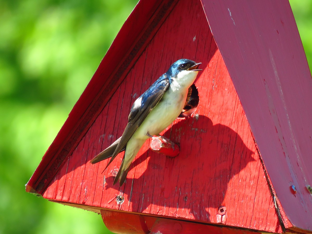 Tree Swallow - ML620603961