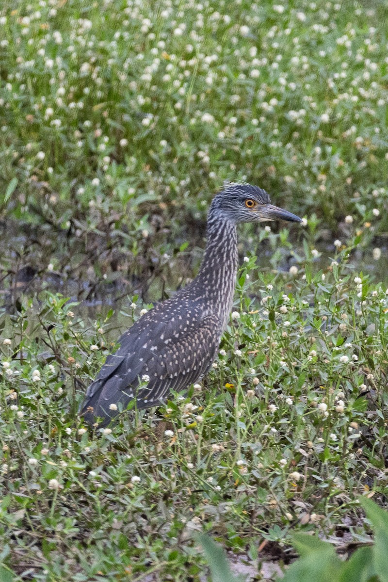 Yellow-crowned Night Heron - ML620603962