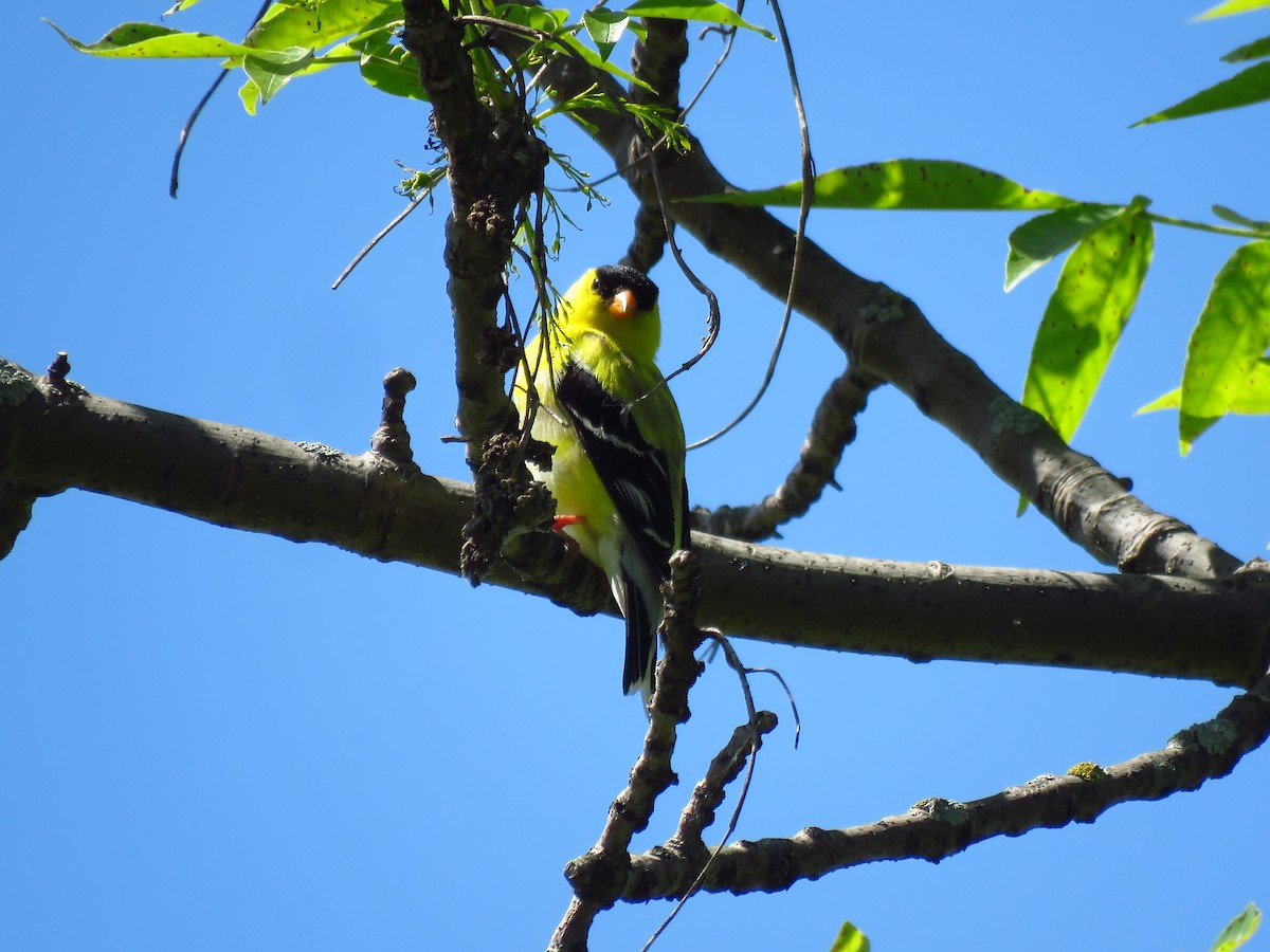 American Goldfinch - ML620603965