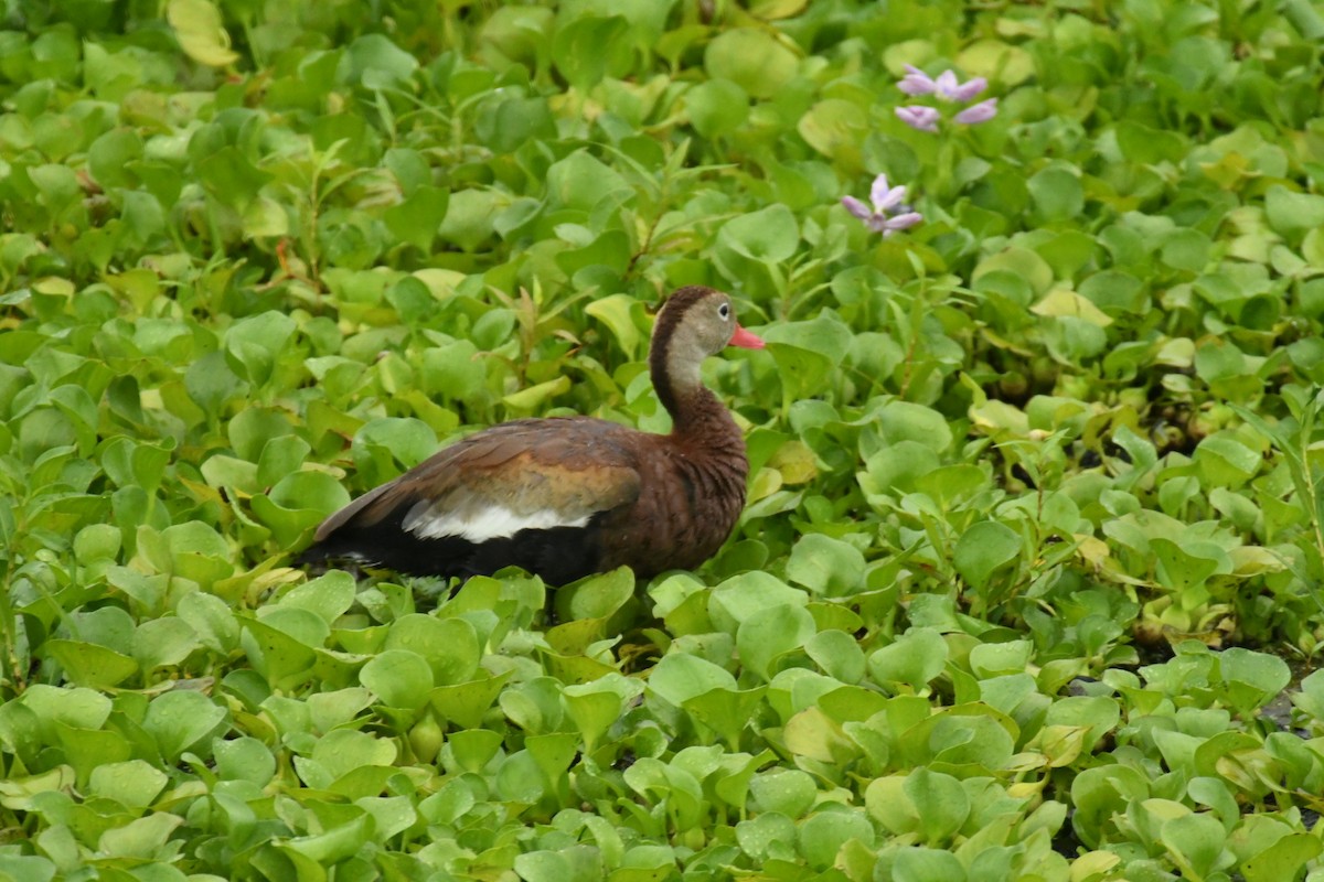 Black-bellied Whistling-Duck - ML620603967