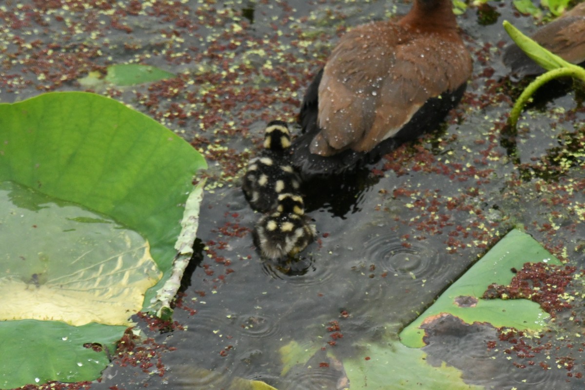 Black-bellied Whistling-Duck - ML620603968