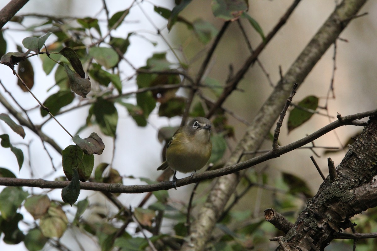 Blue-headed Vireo - ML620603971