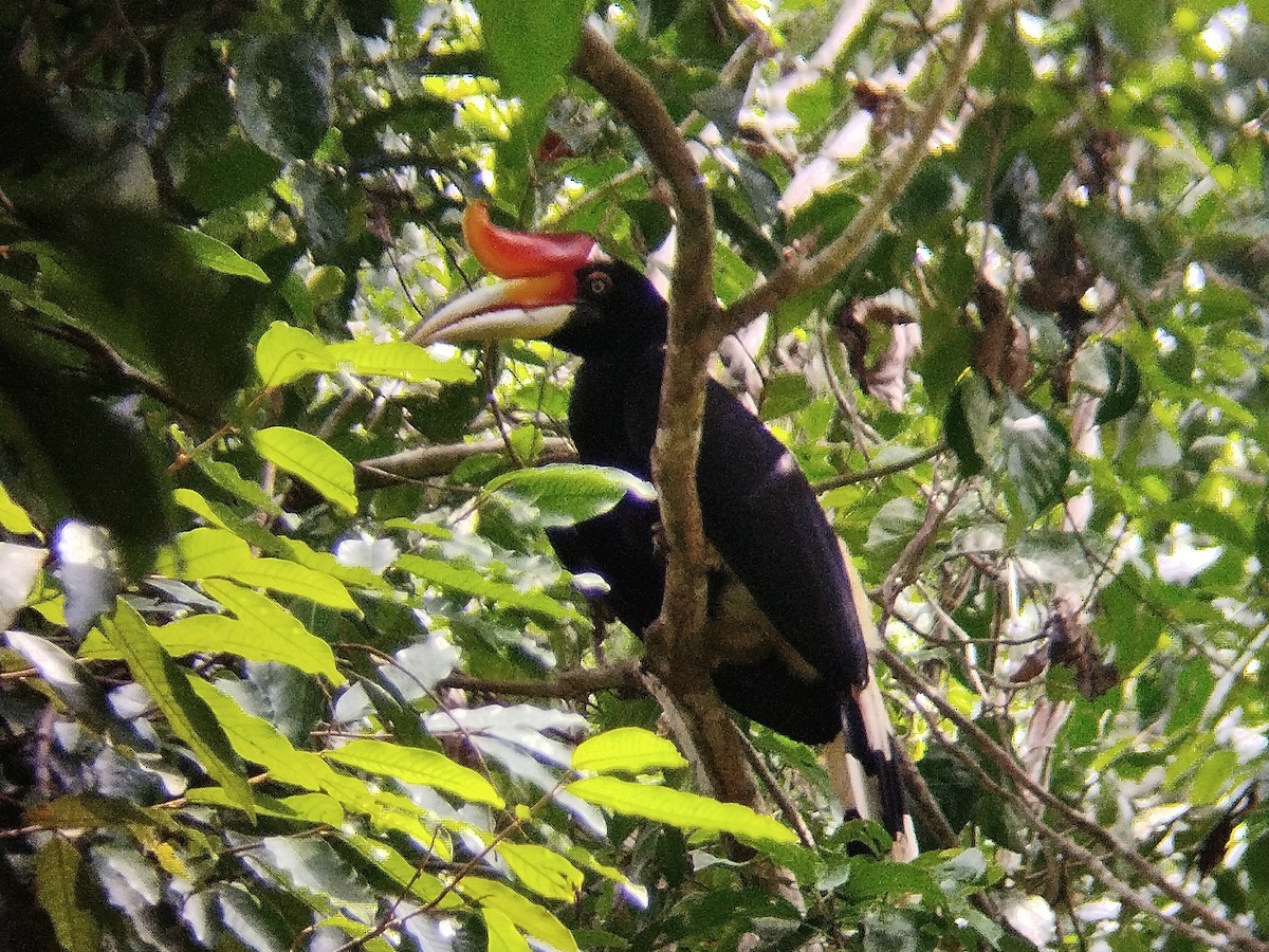 Rhinoceros Hornbill - ML620603973