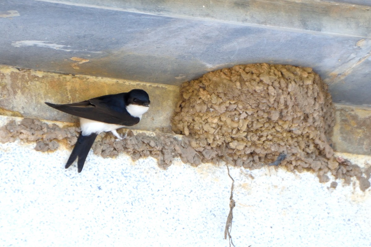 Western House-Martin - ML620603974