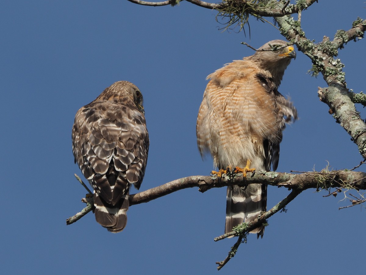 Red-shouldered Hawk - ML620603981