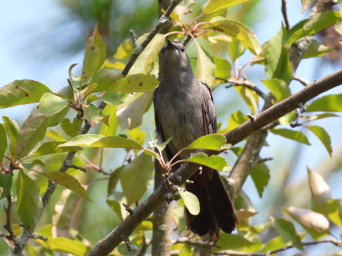 Pájaro Gato Gris - ML620603990