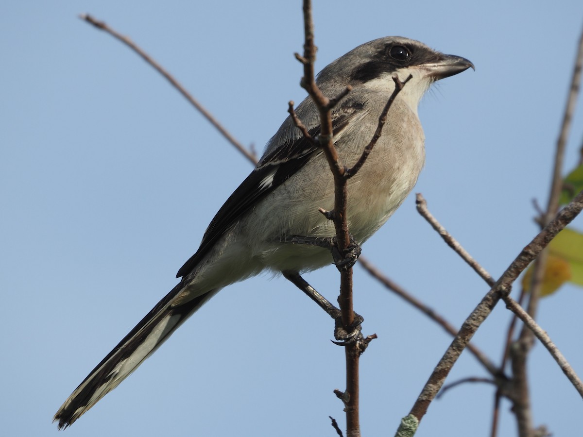 Loggerhead Shrike - ML620603995