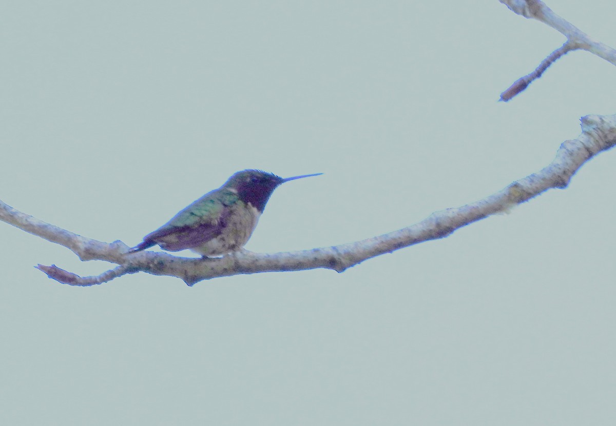 Colibri à gorge rubis - ML620603998